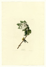 Картина "plate 119 yellow-throated vireo" художника "одюбон джон джеймс"