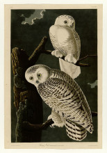 Копия картины "plate 121 snowy owl" художника "одюбон джон джеймс"