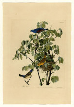 Картина "plate 122 blue grosbeak" художника "одюбон джон джеймс"