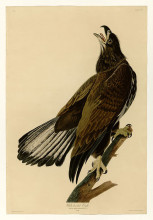 Картина "plate 126 white-headed eagle" художника "одюбон джон джеймс"