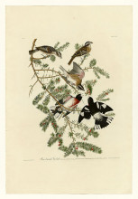 Копия картины "plate 127 rose-breasted grosbeak" художника "одюбон джон джеймс"