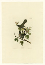 Картина "plate 128 cat bird" художника "одюбон джон джеймс"