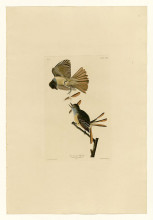 Копия картины "plate 129 great crested flycatcher" художника "одюбон джон джеймс"
