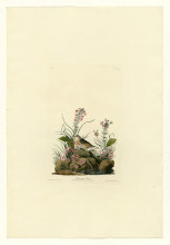 Репродукция картины "plate 130 yellow-winged sparrow" художника "одюбон джон джеймс"