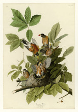 Копия картины "plate 131 american robin" художника "одюбон джон джеймс"