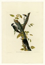 Картина "plate 132 three-toed woodpecker" художника "одюбон джон джеймс"