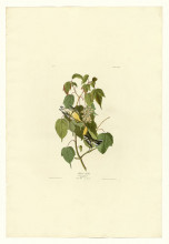 Картина "plate 134 hemlock warbler" художника "одюбон джон джеймс"