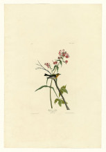 Репродукция картины "plate 135 blackburnian warbler" художника "одюбон джон джеймс"