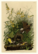 Картина "plate 136 meadow lark" художника "одюбон джон джеймс"