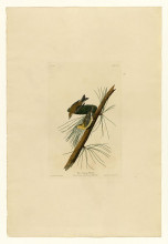 Копия картины "plate 140 pine creeping warbler" художника "одюбон джон джеймс"