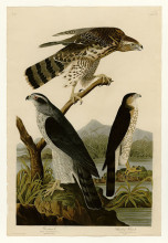 Картина "plate 141 i. goshawk - 2. stanley hawk" художника "одюбон джон джеймс"