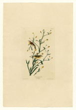 Картина "plate 145 yellow red-poll warbler" художника "одюбон джон джеймс"