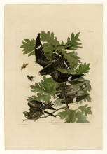Картина "plate 147 night hawk" художника "одюбон джон джеймс"