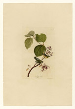 Копия картины "plate 148 pine swamp warbler" художника "одюбон джон джеймс"