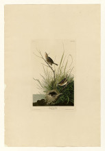 Картина "plate 149 sharp-tailed finch" художника "одюбон джон джеймс"