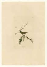 Картина "plate 150 red-eyed vireo" художника "одюбон джон джеймс"