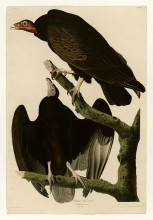 Копия картины "plate 151 turkey buzzard" художника "одюбон джон джеймс"