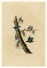 Репродукция картины "plate 152 white-breasted black-capped nuthatch" художника "одюбон джон джеймс"