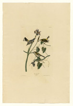 Репродукция картины "plate 153 yellow-crown warbler" художника "одюбон джон джеймс"