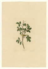 Картина "plate 154 tennessee warbler" художника "одюбон джон джеймс"