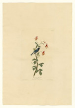 Картина "plate 155 black-throated blue warbler" художника "одюбон джон джеймс"