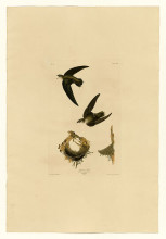 Картина "plate 158 american swift" художника "одюбон джон джеймс"