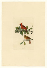 Копия картины "plate 159 cardinal grosbeak" художника "одюбон джон джеймс"