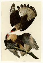 Картина "plate 161 brasilian caracara eagle" художника "одюбон джон джеймс"
