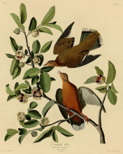 Картина "plate 162 zenaida dove" художника "одюбон джон джеймс"