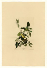 Картина "plate 163 palm warbler" художника "одюбон джон джеймс"