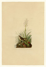 Картина "plate 164 tawny thrush" художника "одюбон джон джеймс"