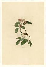 Картина "plate 165 bachmans finch" художника "одюбон джон джеймс"