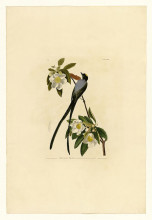 Копия картины "plate 168 fork-tailed flycatcher" художника "одюбон джон джеймс"
