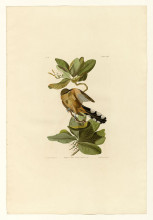 Копия картины "plate 169 mangrove cuckoo" художника "одюбон джон джеймс"