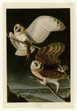 Картина "plate 171 barn owl" художника "одюбон джон джеймс"