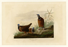 Репродукция картины "plate 172 blue-headed pigeon" художника "одюбон джон джеймс"