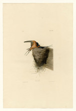 Картина "plate 173 barn swallow" художника "одюбон джон джеймс"