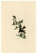 Копия картины "plate 174 olive sided flycatcher" художника "одюбон джон джеймс"