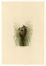 Копия картины "plate 175 nuttall&#39;s lesser-marsh wren" художника "одюбон джон джеймс"