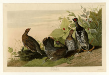 Репродукция картины "plate 176 spotted grous" художника "одюбон джон джеймс"