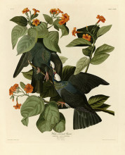 Копия картины "plate 177 white-crowned pigeon crop" художника "одюбон джон джеймс"