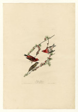 Картина "plate 4. purple finch" художника "одюбон джон джеймс"