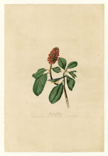 Картина "plate 5. bonaparte&#39;s flycatcher" художника "одюбон джон джеймс"