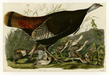 Картина "plate 6. wild turkey" художника "одюбон джон джеймс"