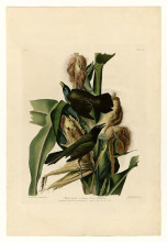 Копия картины "plate 7. purple grakle or common crow blackbird" художника "одюбон джон джеймс"