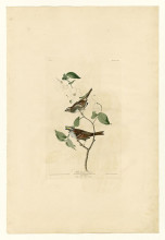 Копия картины "plate 8 white throated sparrow" художника "одюбон джон джеймс"