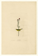 Репродукция картины "plate 9 selby&#39;s flycatcher" художника "одюбон джон джеймс"
