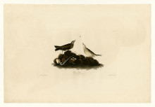 Картина "plate 10. brown titlark" художника "одюбон джон джеймс"