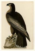 Картина "plate 11. bird of washington" художника "одюбон джон джеймс"