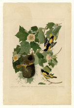 Картина "plate 12. baltimore oriole" художника "одюбон джон джеймс"